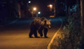 20 órán át haldoklott az út mellett egy elgázolt medve, leváltják a hargitai prefektust