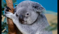 Új koalastratégiát hirdettek Ausztráliában