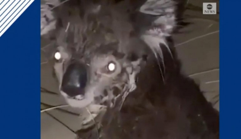 Rengeteg koala elpusztult az ausztrál erdőtüzekben