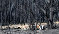 Kipusztulhatott két állatfaj az ausztrál bozóttüzek miatt
