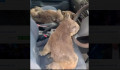 Menekülő koalák leptek el egy személyautót