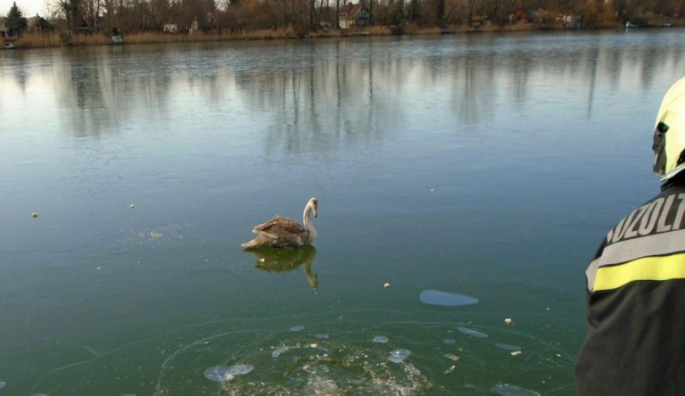 Még a végén Hoppál Péternek lesz igaza: ráfagyott egy hattyú a Duna jegére