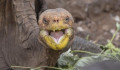 Ez a teknős akkora playboy, hogy megmentette a faját a kipusztulástól