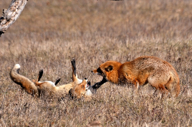 Jövő héten indul a rókák vakcinázása veszettség ellen