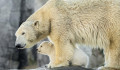 Bemutatták a bécsi állatkert novemberben született jegesmedvebocsát