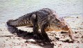 Elpusztult egzotikus krokodilok, szabálytalan számlák – újabb gondja akadt az Állatkertnek