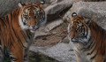 A tigrisek sem ússzák meg a koronavírust az USA-ban
