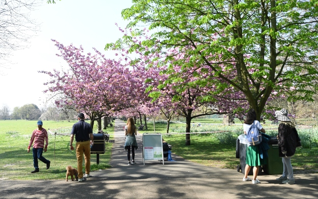 Virágzó cseresznyefák területe le van zárva a londoni Greenwich Parkban 2020. április 10-én. 