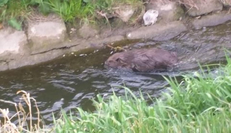 A nap legszerethetőbb pillanata, ahogyan békésen szeli a vizet a hód a Rákos-patakban