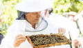 Méheket telepítettek az Agrárminisztériumba