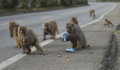 Napi abszurd: egy csapat majom koronavírusos vérmintákat lopott Indiában
