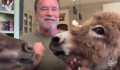 Schwarzenegger: A maszkviselés nem gyengeség