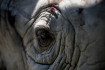 Csökkent az afrikai elefántagyar és az orrszarvútülök iránti kereslet
