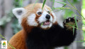 Kis panda érkezett a fővárosi állatkertbe