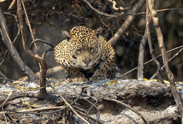 Brazília erdőtűz jaguár