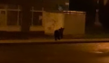 Medvét láttak Miskolcon