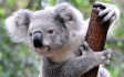 Tömegesen betegednek bele a stresszbe a koalák, kihalás szélére sodródhat a faj