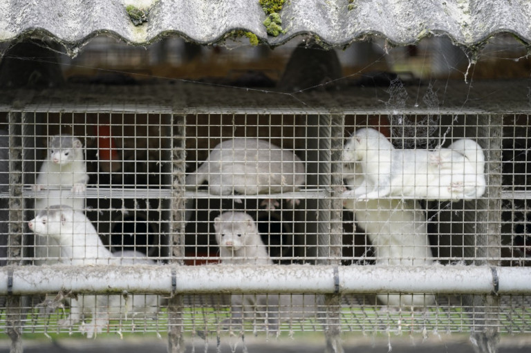 Benyújtotta lemondását a dán mezőgazdasági miniszter a nyércek illegális levágása miatt