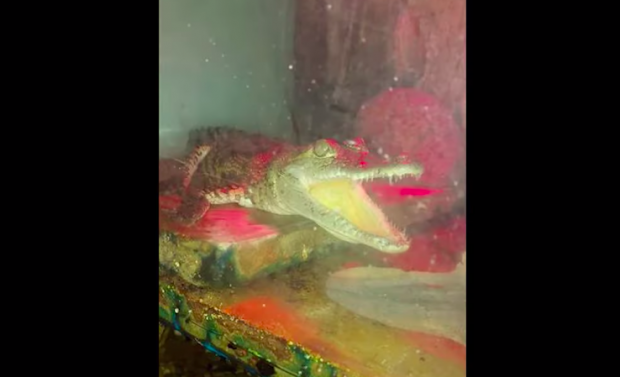 Aligátorteknőst, krokodilt, kígyót találtak egy dunaharaszti házban