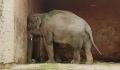 Egy kambodzsai rezervátum lesz új otthona a világ legmagányosabb elefántjának