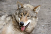 Fiatal farkast videóztak az Aggteleki Nemzeti Parkban