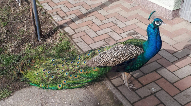 Felfüggesztettet kapott a férfi, aki levest főzött egy ellopott pávából 