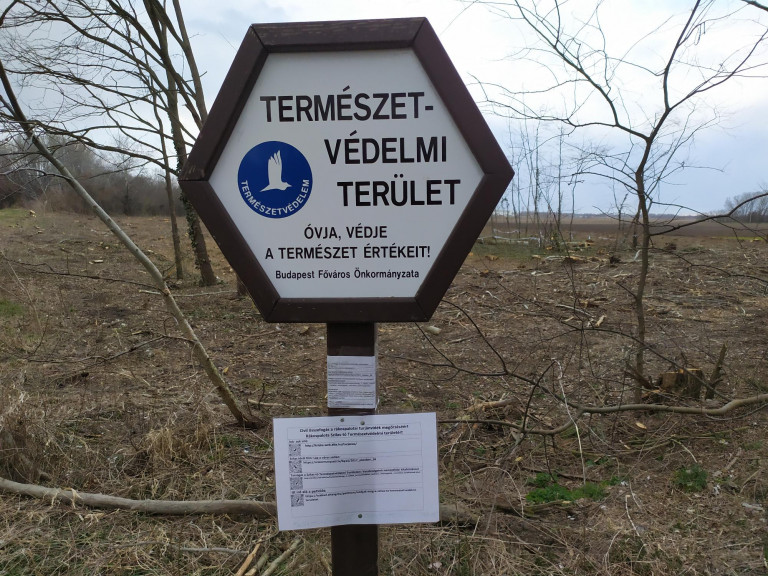 Kivágták a védett erdő felét a Szilas-patak mentén