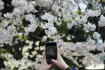 A klímaváltozás miatt minden eddiginél korábban borultak virágba a cseresznyefák Japánban