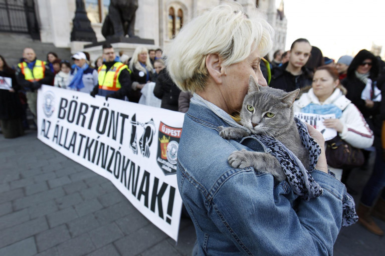 Brutális állatkínzás miatt emeltek vádat Kecskeméten