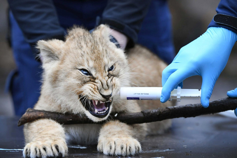 Az oroszok kifejlesztettek egy állatoknak szánt Covid-vakcinát