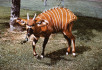 Ritka bongóbébi született a varsói állatkertben