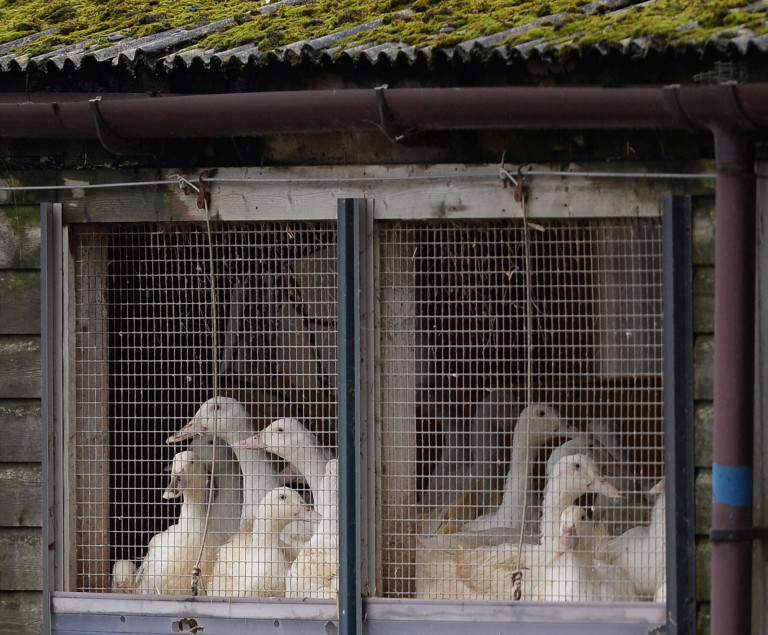 Madárinfluenza: 51 ezer kacsát ölnek le Tiszadobon