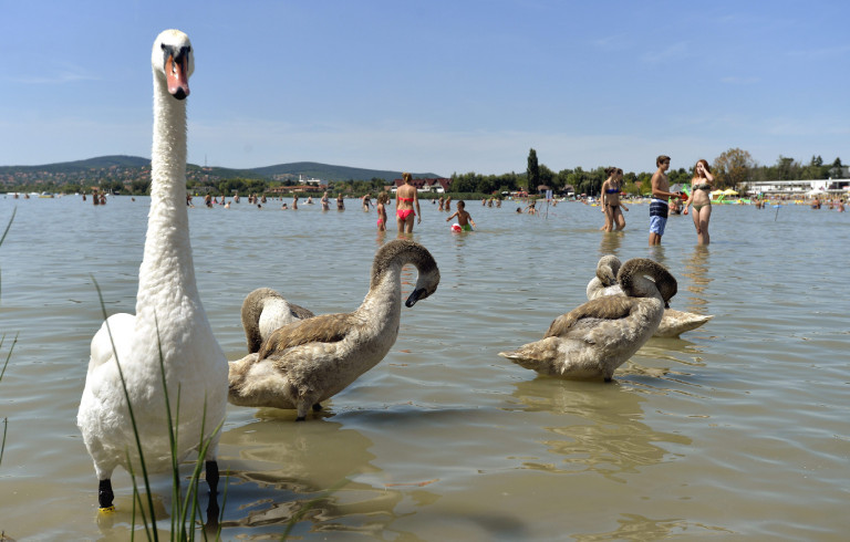 Senki, sehol ne etesse a vízimadarakat!