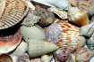 A hőhullám megfőzte a kagylókat a Csendes-óceán partjánál