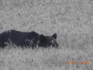 Állatvédők: Nem a megvádolt medve ölte meg a futót