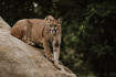 Puma sebesített meg egy kisgyereket Kaliforniában