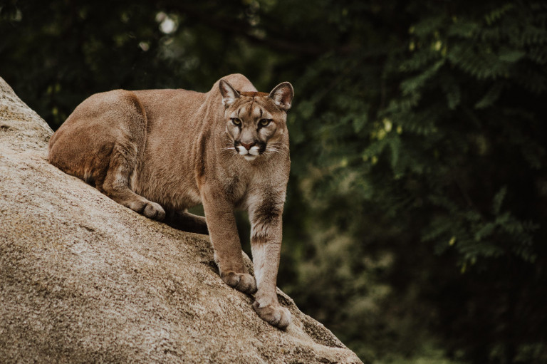 Puma sebesített meg egy kisgyereket Kaliforniában