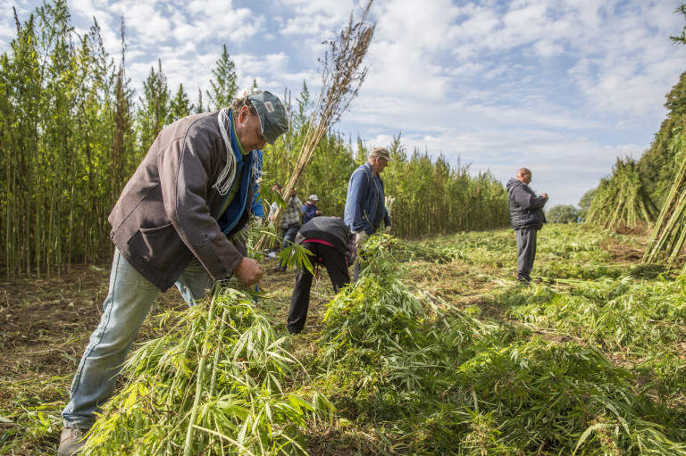 Túl sok benne a THC, visszahívják a kenderteát