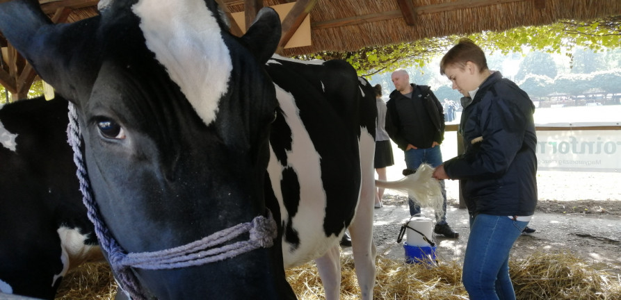 Szőkítik a tehenek farkát a vásárhelyi kiállításon