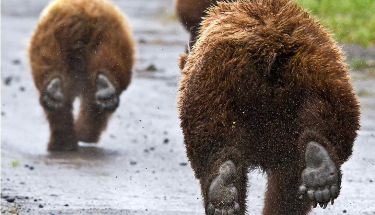 „Hé, medve!” – 24 óra, két támadás Romániában