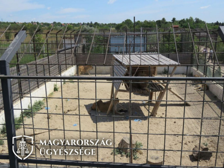 Lecsapott az ügyészség az érdi illegális állatkertre