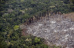 A világ nagyhatalmai megállapodtak, hogy 2030-tól véget vetnek az erdőirtásoknak