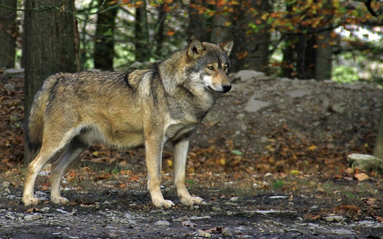 Farkas lábnyomára bukkantak a friss hóban a Börzsönyben