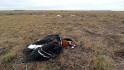 Sörét a szárnyban: fokozottan védett madarakat fenyeget a vadászlobbi