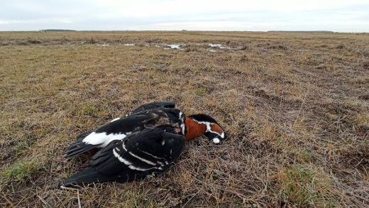 Sörét a szárnyban: fokozottan védett madarakat fenyeget a vadászlobbi