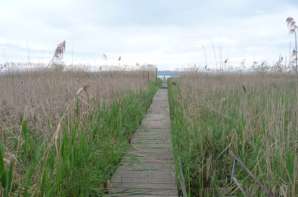 Vesztésre áll a Balaton a természetkárosítókkal szemben