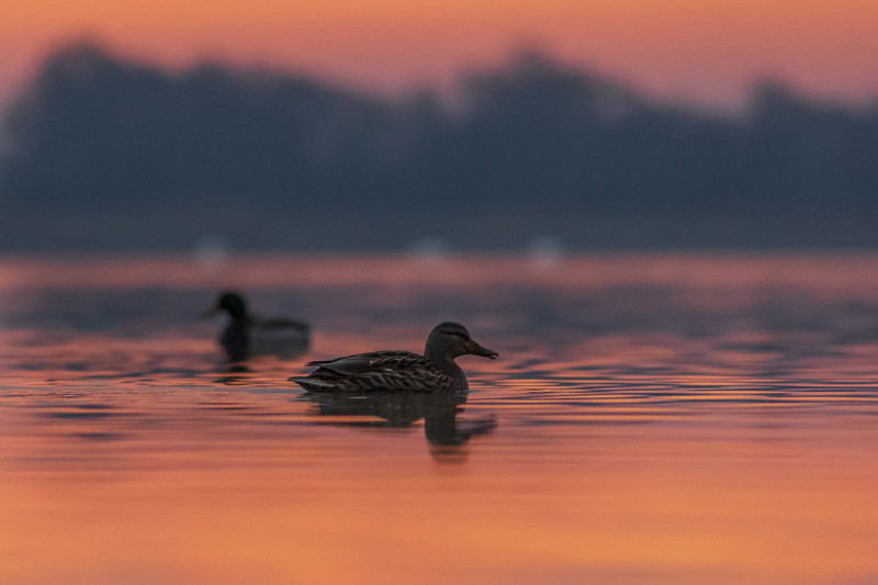 A Kis-Balaton