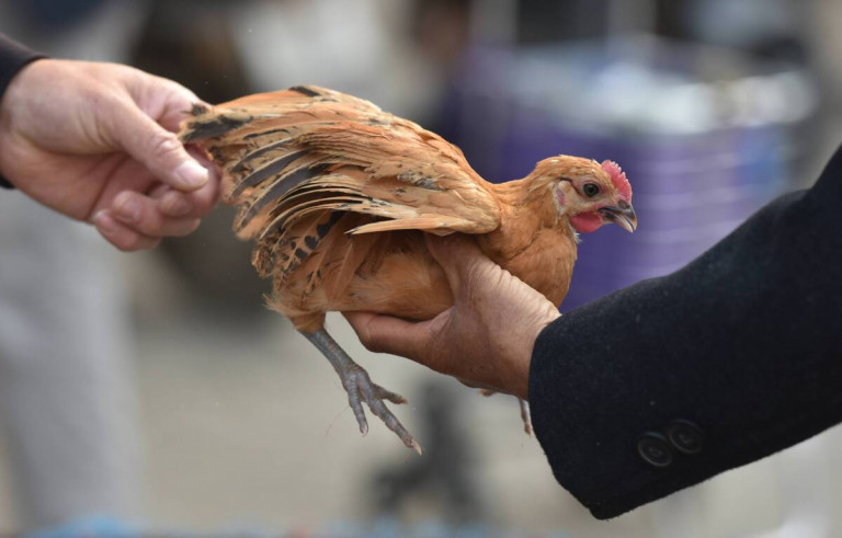 Először fertőzött meg embert a madárinfluenza H3N8-as típusa