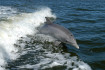 Harci delfineket is bevethettek az oroszok