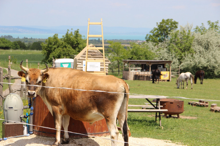 Felmondott az agrártárca a mentett állatok kertjének